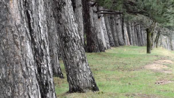 Bosques Naturales Antiguos Árboles Fondo Paisaje Verde Naturaleza — Vídeo de stock