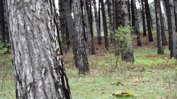 古老的天然林林 树木背景 绿色自然景观 — 图库视频影像