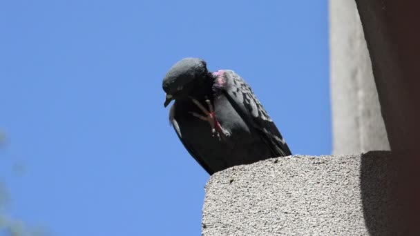 美丽的鸽子排成一排站在房顶的边缘 环顾四周 — 图库视频影像
