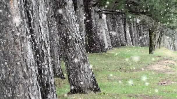 Sníh Padající Staré Přírodní Lesy Stromy Pozadí Zelená Příroda Krajina — Stock video