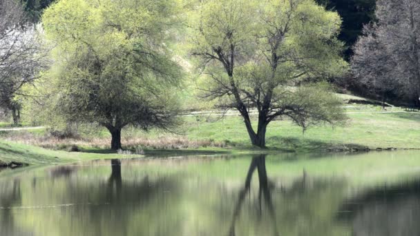 Ripear Superficie Del Lago Siluetas Árbol Madera Haciendo Patrón Líneas — Vídeo de stock