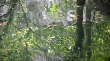 Su yansımalarında sonbahar yaprakları ve ağaç