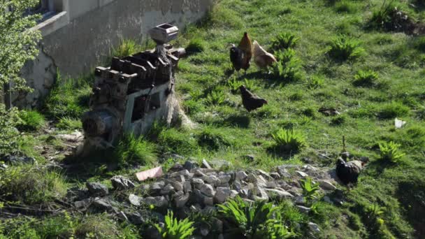 Galos Galinhas Andando Estilo Antigo Jardim Casa Fazenda Orgânica — Vídeo de Stock