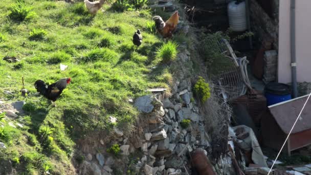 Galos Galinhas Andando Estilo Antigo Jardim Casa Fazenda Orgânica — Vídeo de Stock