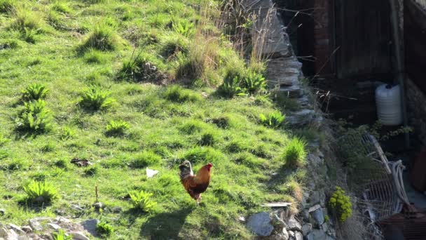 Roosters Chickens Walking Old Style Organic Farm House Garden — Stock Video