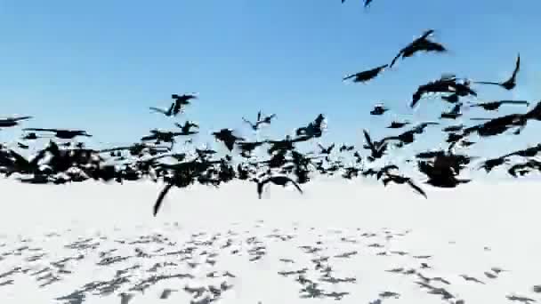 Screen アニメーションを横切って飛んでとレンダリングに鳥の群れ — ストック動画