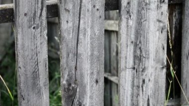 Lichen ve çivilerle kaplı eski ahşap çit.