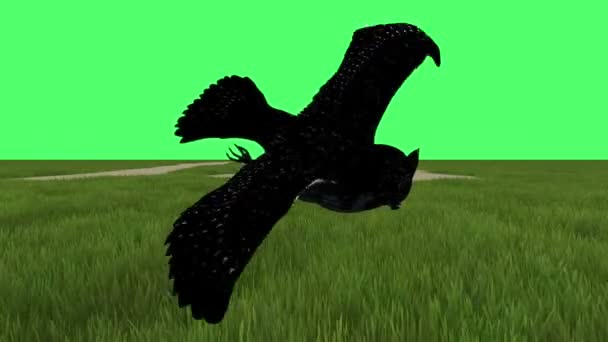 Clip Animazione Volo Great American Horned Owl Sullo Schermo Verde — Video Stock