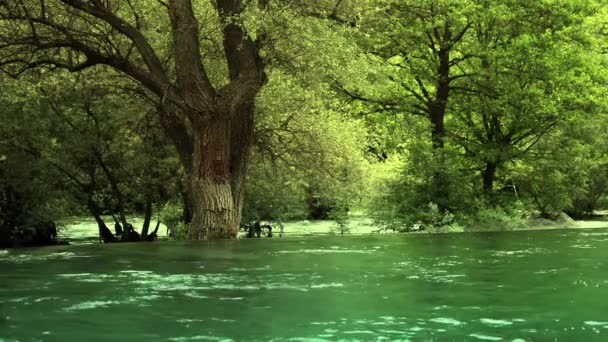 Δέντρα στην όχθη του ποταμού — Αρχείο Βίντεο