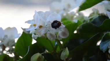 Bumblebee çiçek çiçek uçar