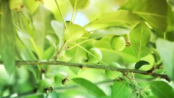 Φρούτα φρέσκα πράσινα δαμάσκηνο κρέμεται σε δέντρο — Αρχείο Βίντεο