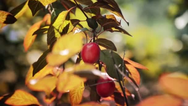 Fresh red  plum fruit hanging on tree — Stock Video