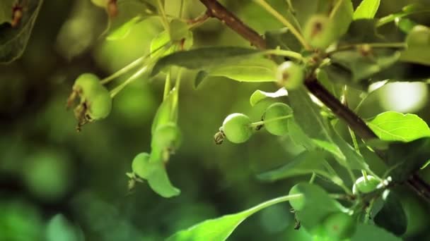 사과 나무 가지에 녹색 사과 — 비디오