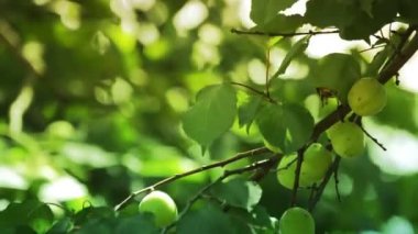 Yeşil elma elma ağacı dalı