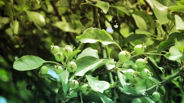 Pommes vertes sur branche de pommier 