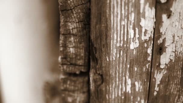 Organización de hormigas en tablón de madera viejo — Vídeos de Stock