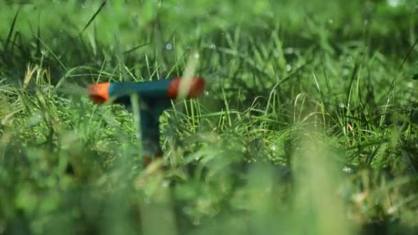 Bewässerung von Gras mit Wassersprenger — Stockvideo