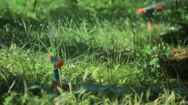 Çim su sulama ile sulama