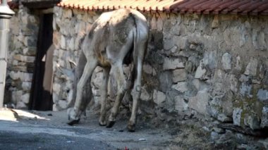 eşek ile kırık bacak etrafında yürüyüş