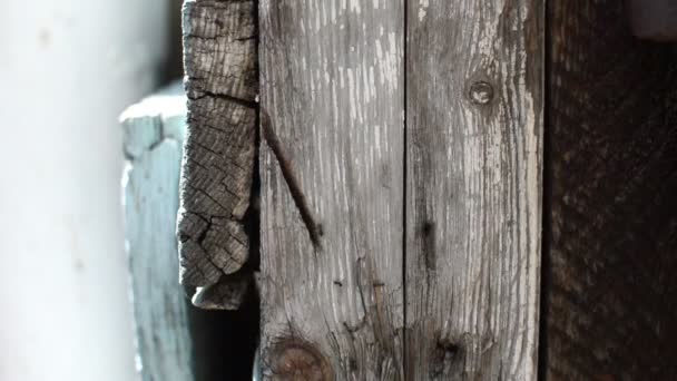 Organisation de fourmis sur vieux planches de bois — Video