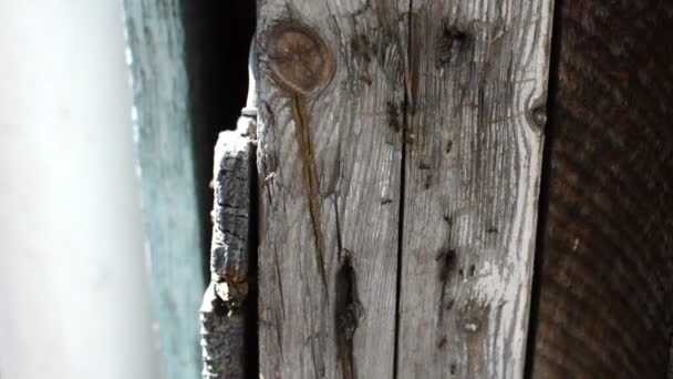 Ameisenorganisation auf altem Holzbrett — Stockvideo