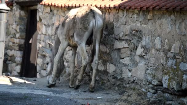 The donkey with broken leg walk around — Stock Video