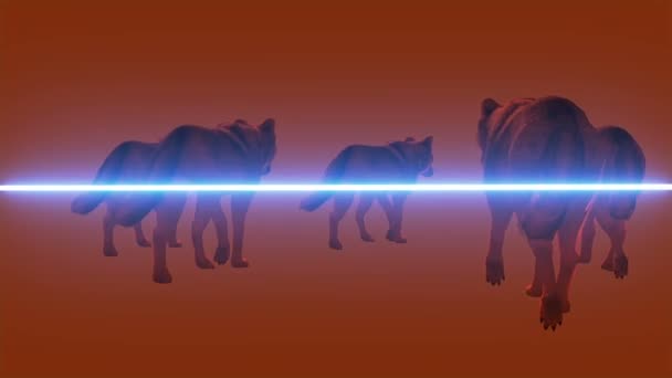 3D render wolfs animatie-wandelingen scan — Stockvideo