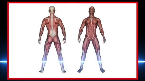 Male Muscles - 3d rendering-- — Stock Video