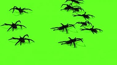 örümcekler yeşil ekran ürpertici sürünen üzerinde animasyon