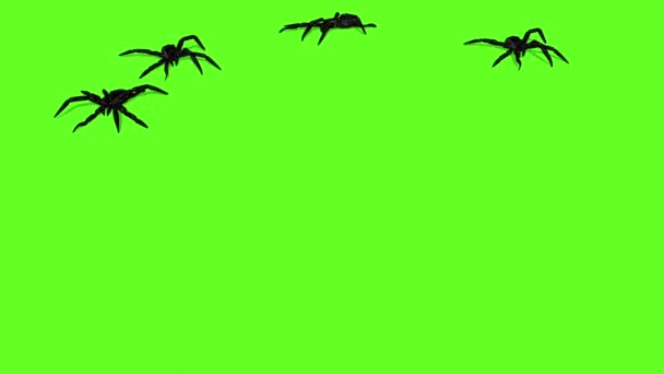 Animation Της Αράχνες Στο Ανατριχιαστικό Σύρσιμο Πράσινη Οθόνη — Αρχείο Βίντεο