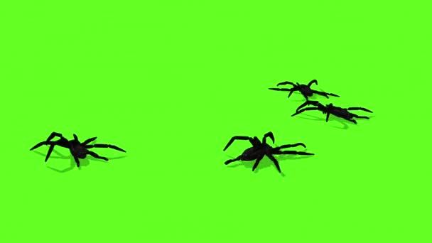 Pókok Zöld Képernyő Hátborzongató Csúszó Animáció — Stock videók