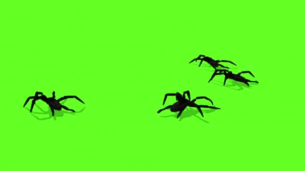 Анимация Пауков Зеленом Экране Жуткое Ползание — стоковое видео
