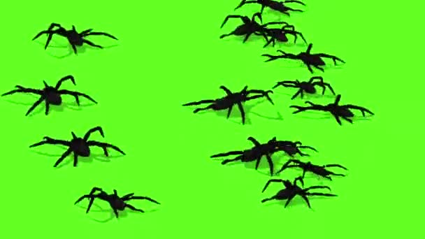 Animación Arañas Pantalla Verde Rastreo Espeluznante — Vídeo de stock