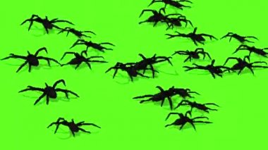 örümcekler yeşil ekran ürpertici sürünen üzerinde animasyon