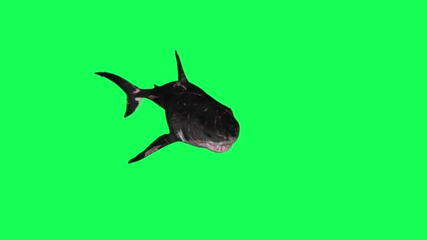 Shark Swim Circle Green Screen Front Animazioni Rendering — Video Stock