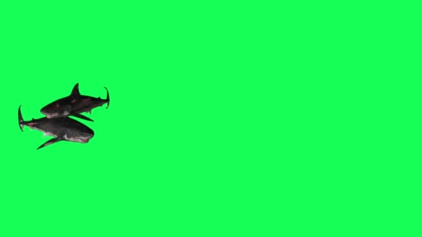 Shark Swim Circle Green Screen Front Animazioni Rendering — Video Stock