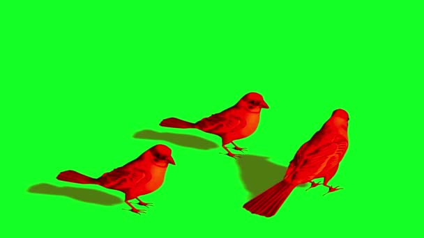 Σπουργίτια Πουλιών Είναι Αδράνεια Και Φέρουν Πράσινη Οθόνη — Αρχείο Βίντεο