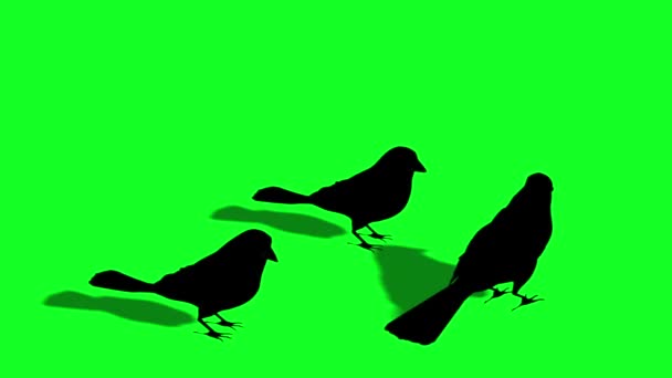 鳥の雀がシルエットを飛んでいます 緑の画面 — ストック動画