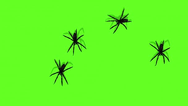 Анімація Павуків Зеленому Екрані Моторошне Повзання — стокове відео