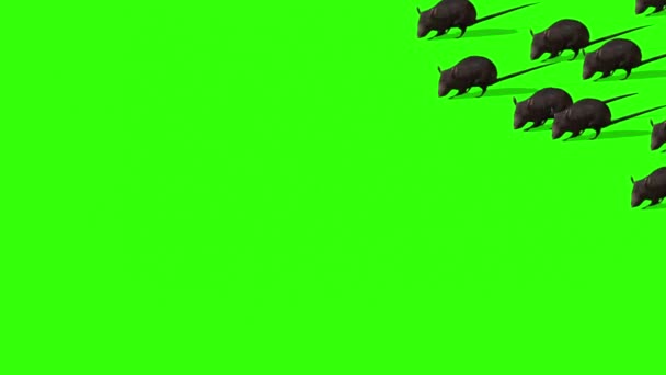 Animatie Van Schattige Grijze Rat Groen Scherm — Stockvideo