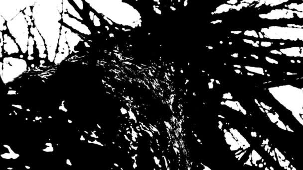 Dark Silhouette Tree Black White Pan Cartoon Style — Stock Video