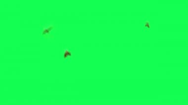 Yeşil Ekranda Uçan Arılar