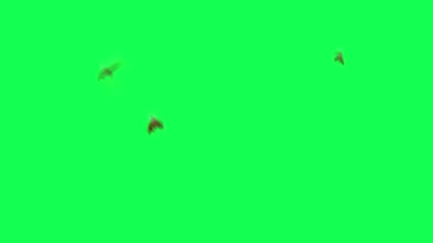 Abelhas Voando Uma Tela Verde — Vídeo de Stock