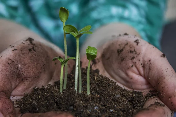 Sprouts in the hands