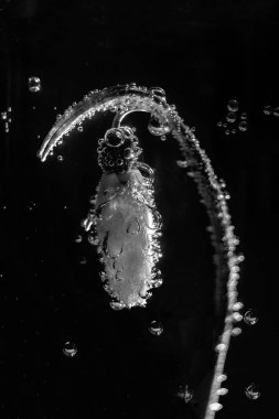 Bahar çiçek kardelen su siyah ve beyaz kabarcıkları ile