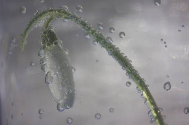 Bahar çiçek kardelen su kabarcıkları ile