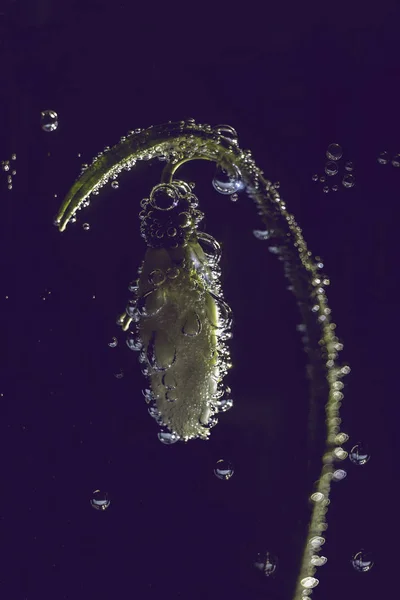Salju bunga musim semi dengan gelembung dalam air — Stok Foto