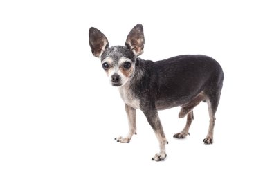 Beyaz arka plan üzerinde izole yakışıklı chihuahua köpek