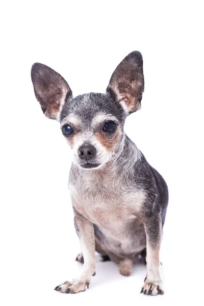 Lindo Perro Chihuahua Aislado Sobre Fondo Blanco — Foto de Stock