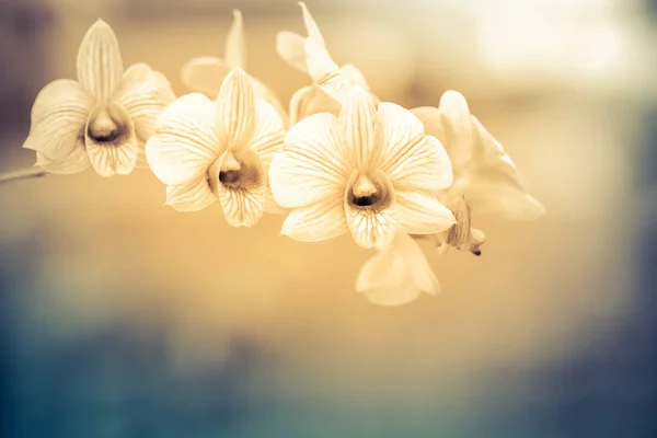 美丽的复古兰花 — 图库照片